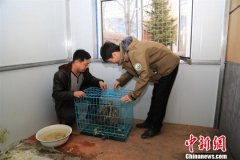 黑龙江绥阳林区一天救助两只国家二级保护动物