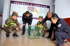 乌兰察布边防官兵救助国家二级保护动物日本松雀鹰