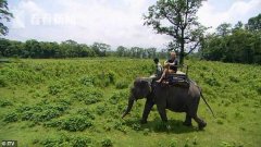 视频｜揪着象耳骑大象 动物保护组织赞助人被免除资格