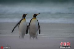 助企鹅过寒冬？澳大利亚动物保护协会吁民众织毛衣